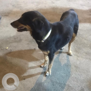 Missing: Black and Brown Female Indie Dog from Shahi restaurant Mira road-2