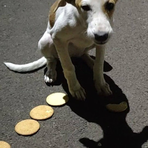 A White-Brown Mix Indie Dog Missing from Ghorpadi, Pune-2