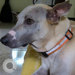 A White Indie Dog Missing from Chopdem