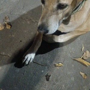 Found: White-Brown Mix Female Indie Dog from RIMS School, NIBM road-2