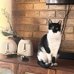 Missing: Black and White Female Indie Cat from Portuguese Church, Dadar-2