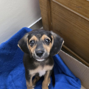 A Black and Brown Indie Dog Found from Wakad gaav, Pimpri Chinchwad