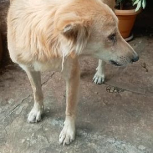 Found: White-Brown Mix Female Indie Dog from Panchwati, Pashan, Pune-2