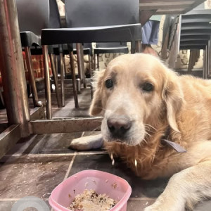 Found: Golden Male Golden Retriever Dog from Axis bank, Vasco