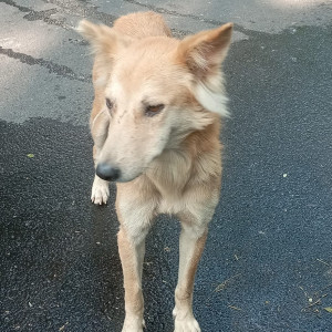 Found: White-Brown Mix Female Indie Dog from Panchwati, Pashan, Pune