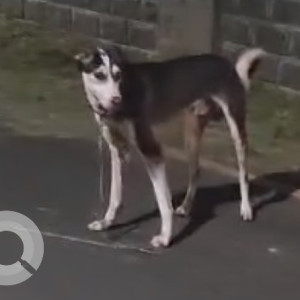 Found: Black and White Male Indie Dog from IUCCA inside Pune University