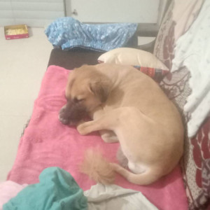 Found: Black and Brown Male Indie Dog from Mumbai-3