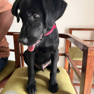 A Black Labrador Dog Found from Moshi, Pimpri Chinchwad-3