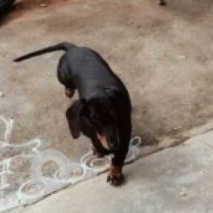 A Black and Brown Dachshund Dog Found from Thyagaraja Nagar, Bengaluru-2