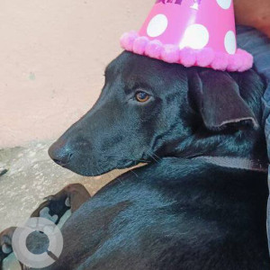 Missing: Black Male Doberman Dog from Kukatpally, Road number 3, Hyderabad-3