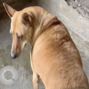 A White-Brown Mix Indie Dog Missing from Madhopura, Ghaziabad-2