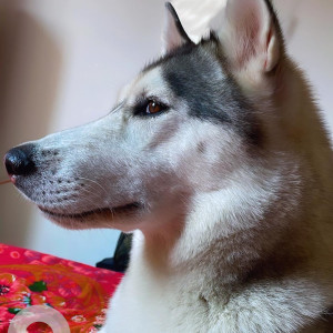 Missing: White and Grey Female Husky Dog from Rail Vihar, Loni Ghaziabad