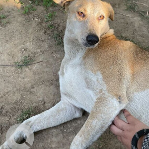 A White-Brown Mix Indie Dog Missing from Safdarjung Development Area, New Delhi-2