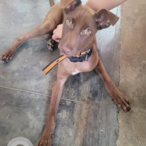 A White-Brown Mix Indie Dog Missing from Subrahmanya Nagar, Bengaluru