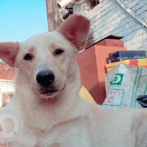 Missing: White Male Indie Dog from Jawahar Lal Nehru Marg, Shani Dev Temple, Allahabad