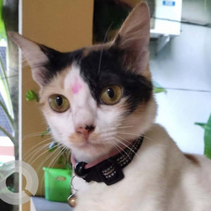 Missing: Black and White Female Indie Cat from Velsao-2