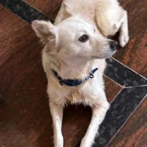 A White Pomeranian-Indie mix Dog Found from Yediyuru, Bengaluru-2