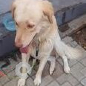 Found: White Male Indie Dog from Alcon Rennessaint Kharadi