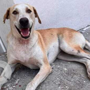 Found: White-Brown Mix Male Indie Dog from NCL campus, Pune