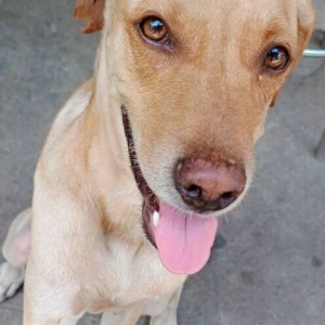 A White-Brown Mix Indie Dog Found from Ward 189, Chennai