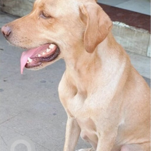 A White-Brown Mix Indie Dog Found from Ward 189, Chennai-2