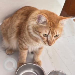 Missing: Orange Male Ginger cat Cat from Koramangala 8th Block