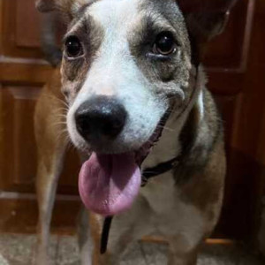 Found: Black and Brown Male Indie Dog from Hatsuns shop in Fatorda
