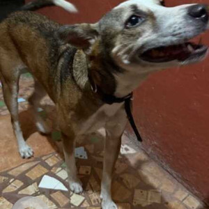 Found: Black and Brown Male Indie Dog from Hatsuns shop in Fatorda-3