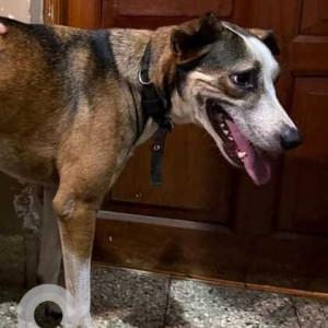 Found: Black and Brown Male Indie Dog from Hatsuns shop in Fatorda-2