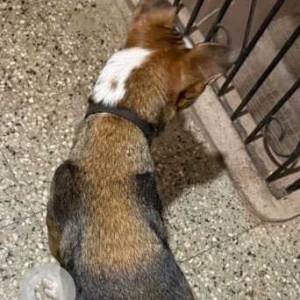 Found: Black and Brown Male Indie Dog from Hatsuns shop in Fatorda-4