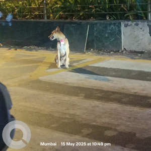 Found: White-Brown Mix Male Indie Dog from Kalanagar signal-2