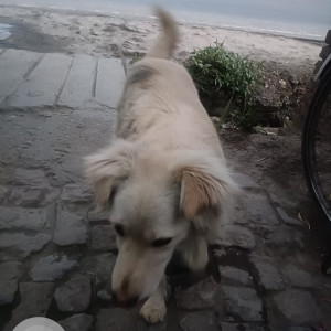 Found: White Male Indie Dog from Baba Balak Nath Temple, Raipur Sahoran-2