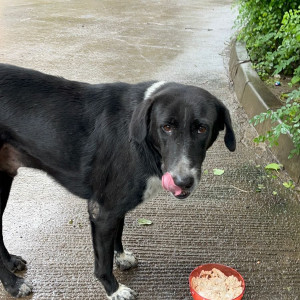 Found: Black and White Male Indie Dog from SKYI manaslake society-2