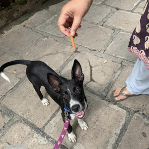 Found: Black and White Male Indie Dog from Kothrud Paranjpe school-2