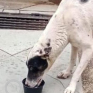 Missing: Black and White Male Indie Dog from Street A11 Vasant Vihar-2