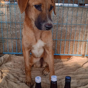 A White-Brown Mix Indie Dog Missing from Jeevan Bima Nagar, Bengaluru