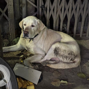 Found: White Male Labrador Dog from Mafia Hotel Chandan Nagar chowk