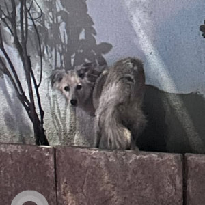 Found: White Male Indie Dog from Rajas Society Katraj-2