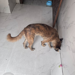 A Black and Brown Indie Dog Found from Vikaspuri, New Delhi