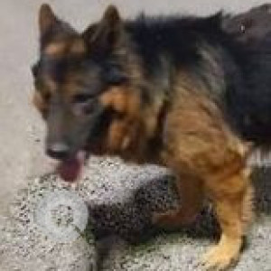 Found: Black and Brown Male German Shepherd Dog from Kakkad Madhuban Society, Balewadi