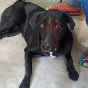 Missing: Black Male Labrador Dog from Suratgarh (Shri Ganganagar)