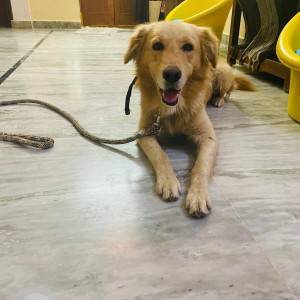 Found: Brown Male Golden Retriever Dog from Cheryal Junction-2