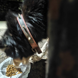 A Black and Brown Indie Dog Found from Pune-2