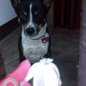 A Black and White Indie Dog Missing from Odalbakra, Guwahati-3