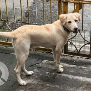 A White-Brown Mix Indie Dog Found from Karve Nagar, Pune-3