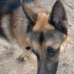 Found: Black and Brown Female German Shepherd Dog from Anand Nagar, Sinhagad Road, Pune