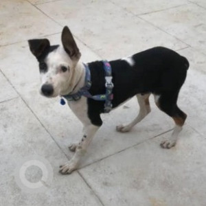 A Black and White Indie Dog Found from Ejipura, Bengaluru
