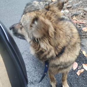 Found: Black and Brown Male Indie Dog from Baner pashan hillside  In the monte casa