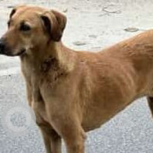Missing: Brown Female Indie Dog from C-2/40 Janakpuri-2