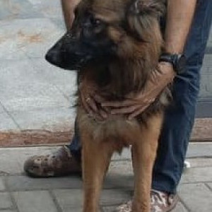 Found: Black and Brown Female German Shepherd Dog from Rahul hotel Aundh-2